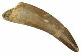 Fossil Plesiosaur (Zarafasaura) Tooth - Morocco #354705-1